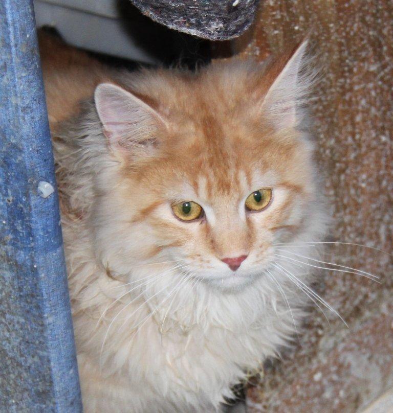 Maine Coon Felix *Sov sødt* billede 1