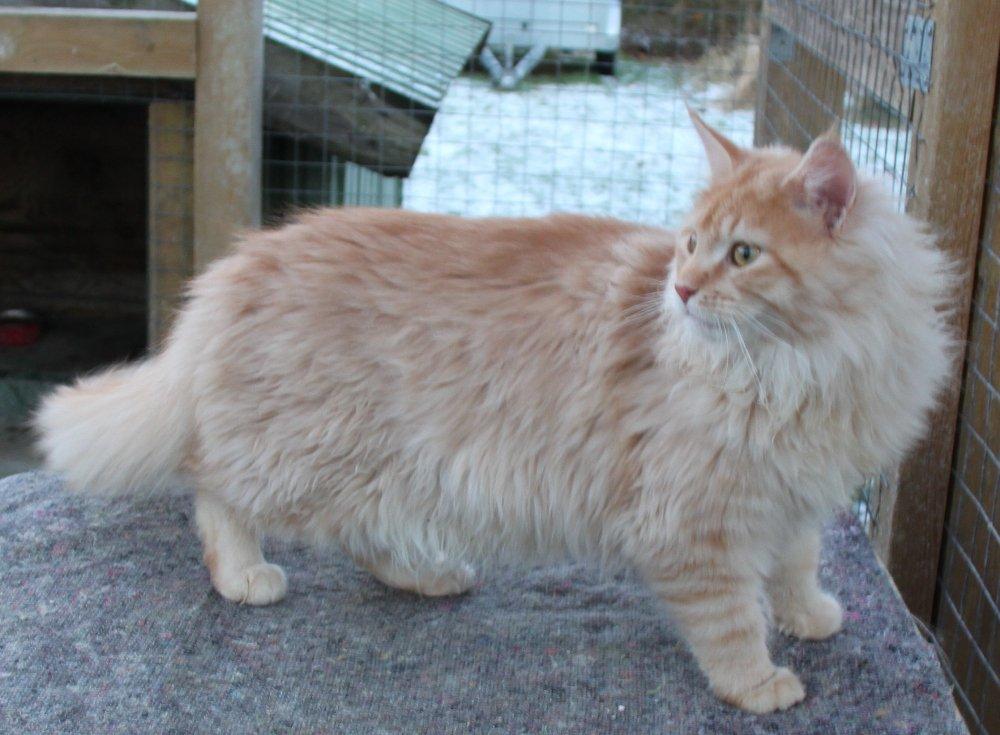 Maine Coon Felix *Sov sødt* billede 2
