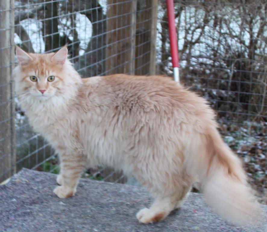 Maine Coon Felix *Sov sødt* billede 3