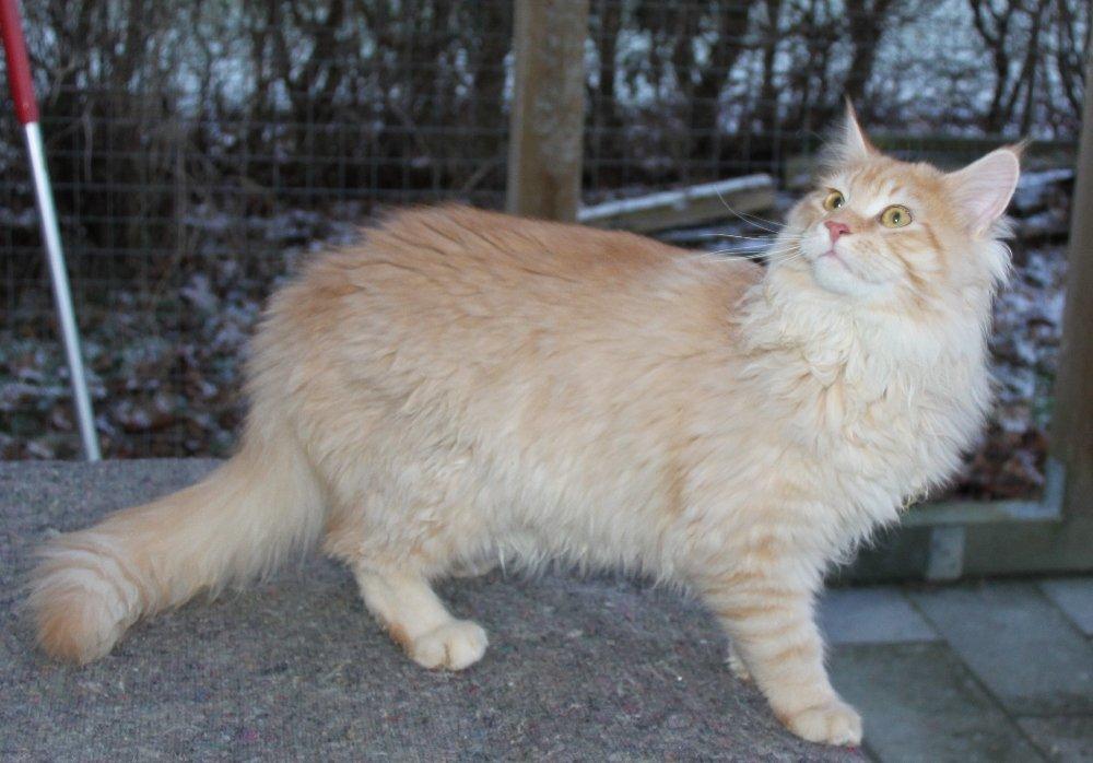 Maine Coon Felix *Sov sødt* billede 5