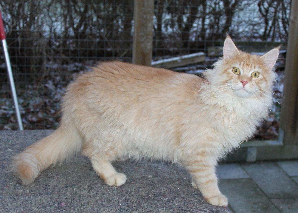 Maine Coon Felix *Sov sødt* billede 6