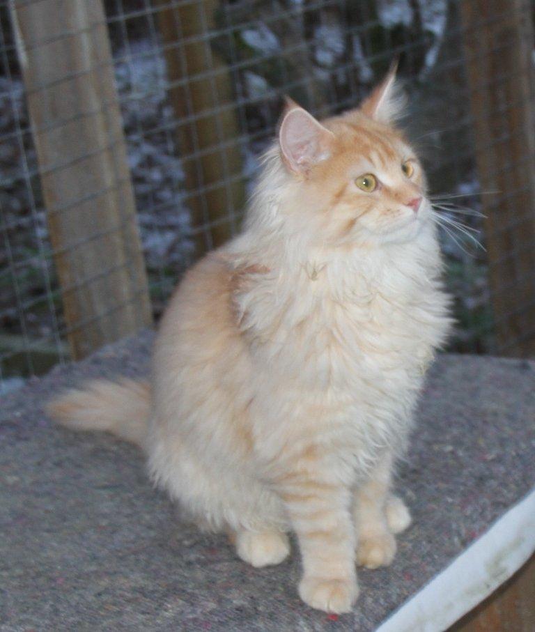 Maine Coon Felix *Sov sødt* billede 7