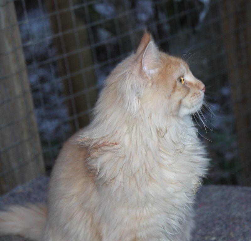 Maine Coon Felix *Sov sødt* billede 8