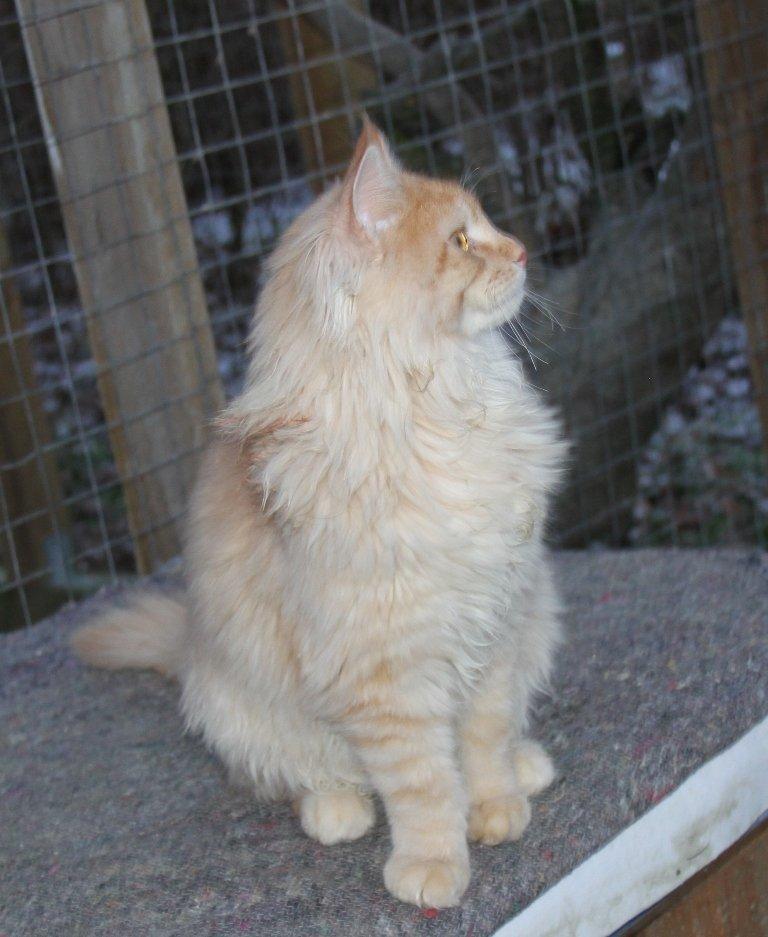 Maine Coon Felix *Sov sødt* billede 9