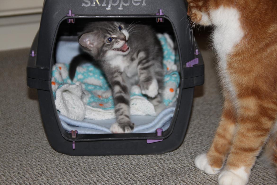 Blanding af racer Lille Miv (Halv Maine Coon) - så blev man sur på storebror :) ) billede 6