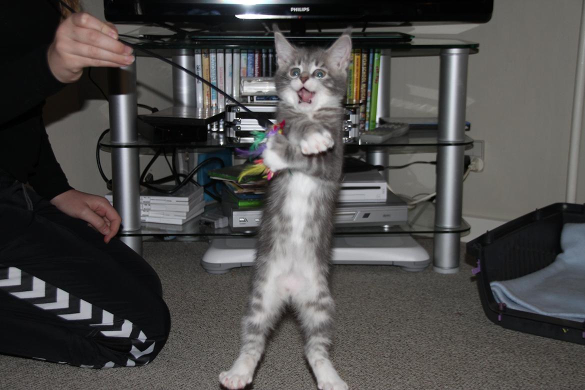 Blanding af racer Lille Miv (Halv Maine Coon) - Lille Miv danser Gangnam Style :)  billede 3