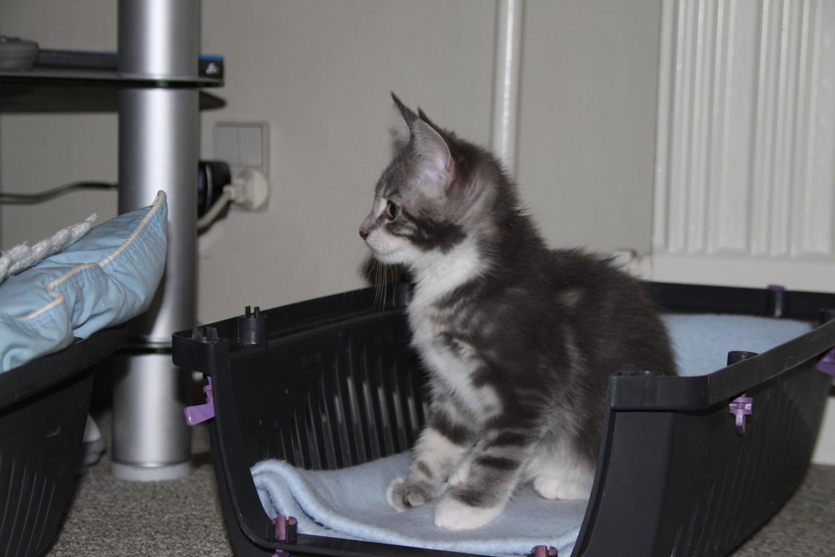 Blanding af racer Lille Miv (Halv Maine Coon) billede 4
