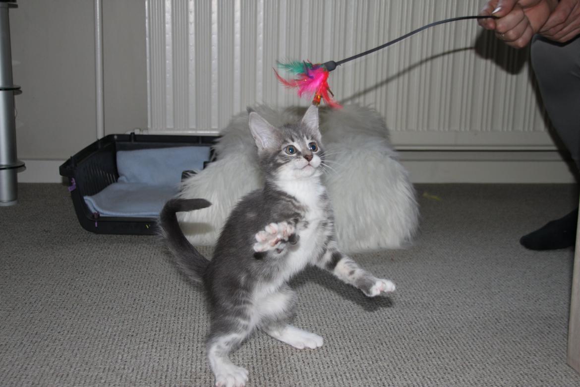Blanding af racer Lille Miv (Halv Maine Coon) billede 5