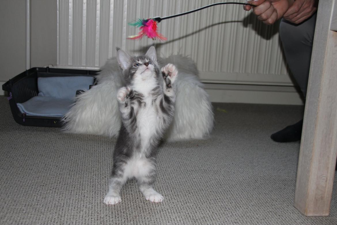 Blanding af racer Lille Miv (Halv Maine Coon) billede 9