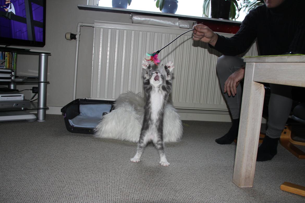 Blanding af racer Lille Miv (Halv Maine Coon) billede 7