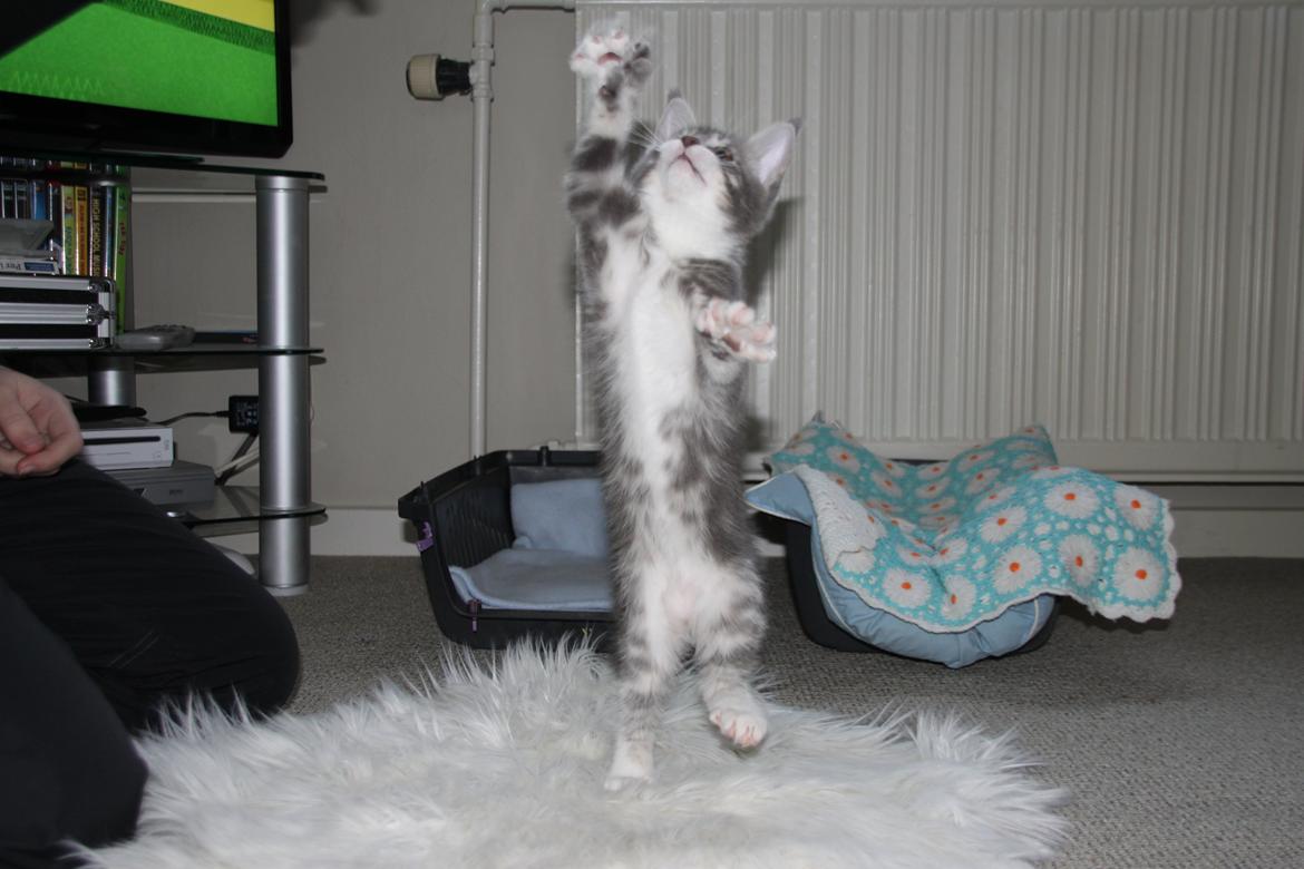 Blanding af racer Lille Miv (Halv Maine Coon) - Her har vi Bog foot :) billede 8