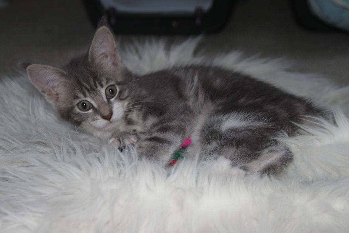 Blanding af racer Lille Miv (Halv Maine Coon) billede 1