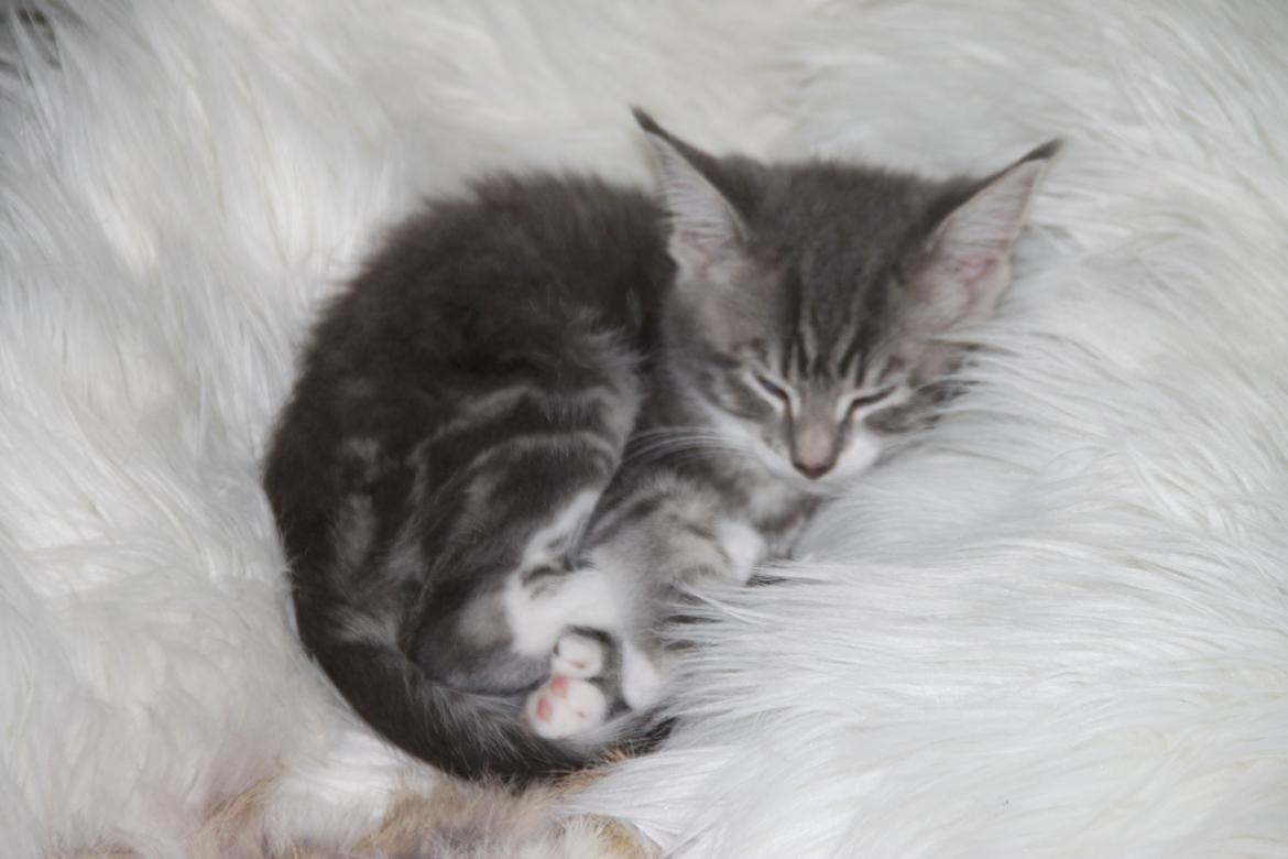 Blanding af racer Lille Miv (Halv Maine Coon) billede 10