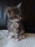 Blanding af racer Lille Miv (Halv Maine Coon) billede 11
