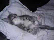 Blanding af racer Lille Miv (Halv Maine Coon) billede 2