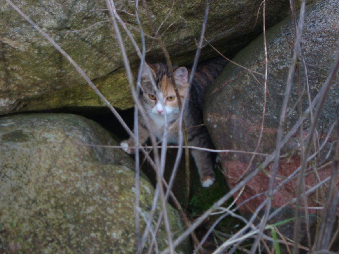 Huskat >Fifi - 2012. Vinter. Vi går tur! billede 10