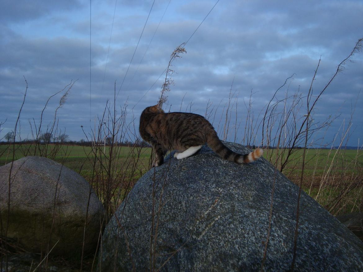 Huskat >Fifi billede 11