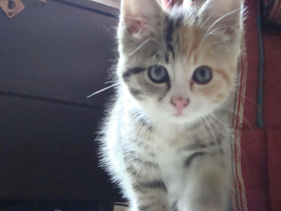 Huskat >Fifi - 2011

Fifi lige efter ankomst 14 juni!
 billede 1