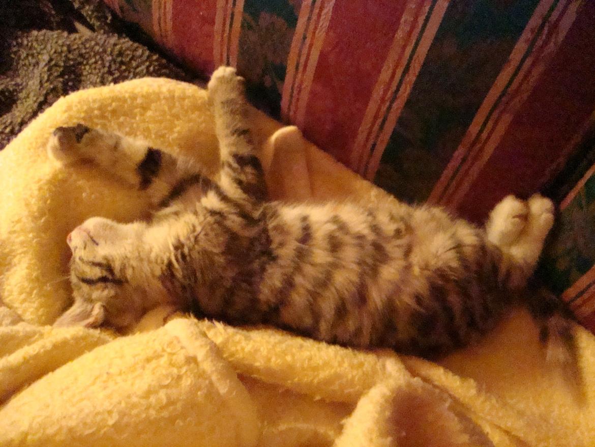 Huskat >Fifi - Osse fra dagene lige efter ankomst billede 2