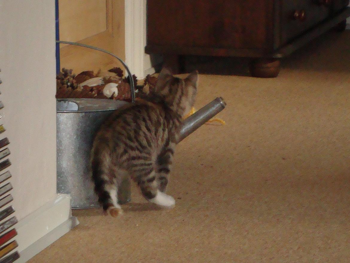 Huskat >Fifi - Så lille man er. Og vand er bedst fra kanden! billede 3