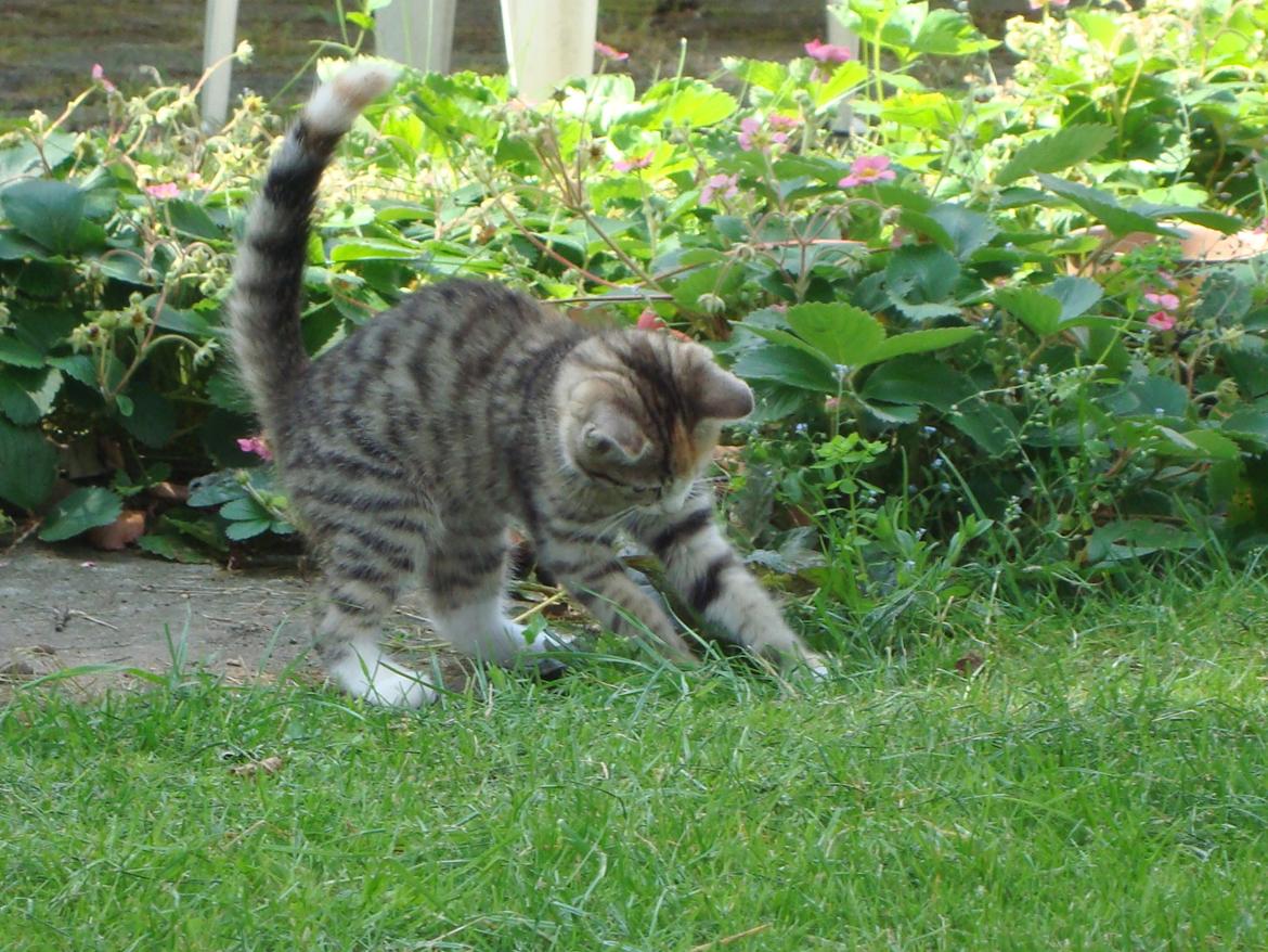 Huskat >Fifi - I haven!
 billede 4