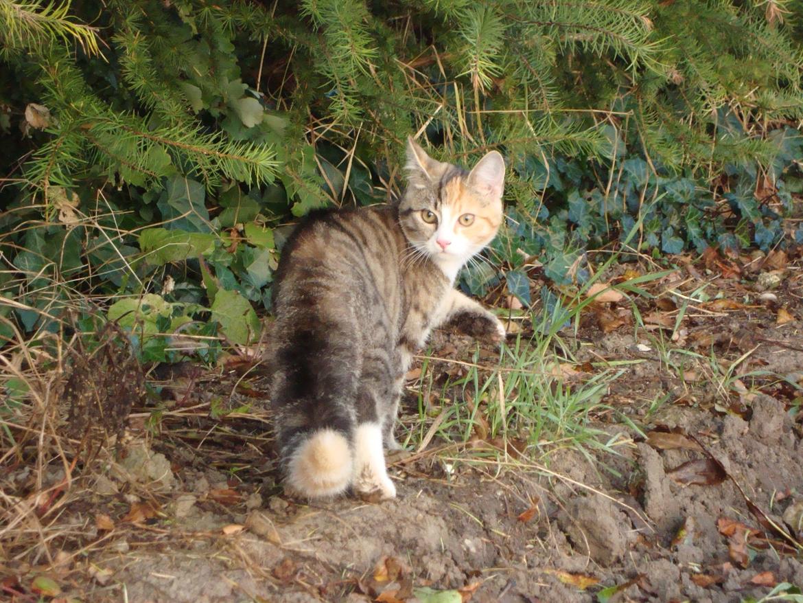 Huskat >Fifi - I marken! Farligt kan man se på halen :-)! billede 13