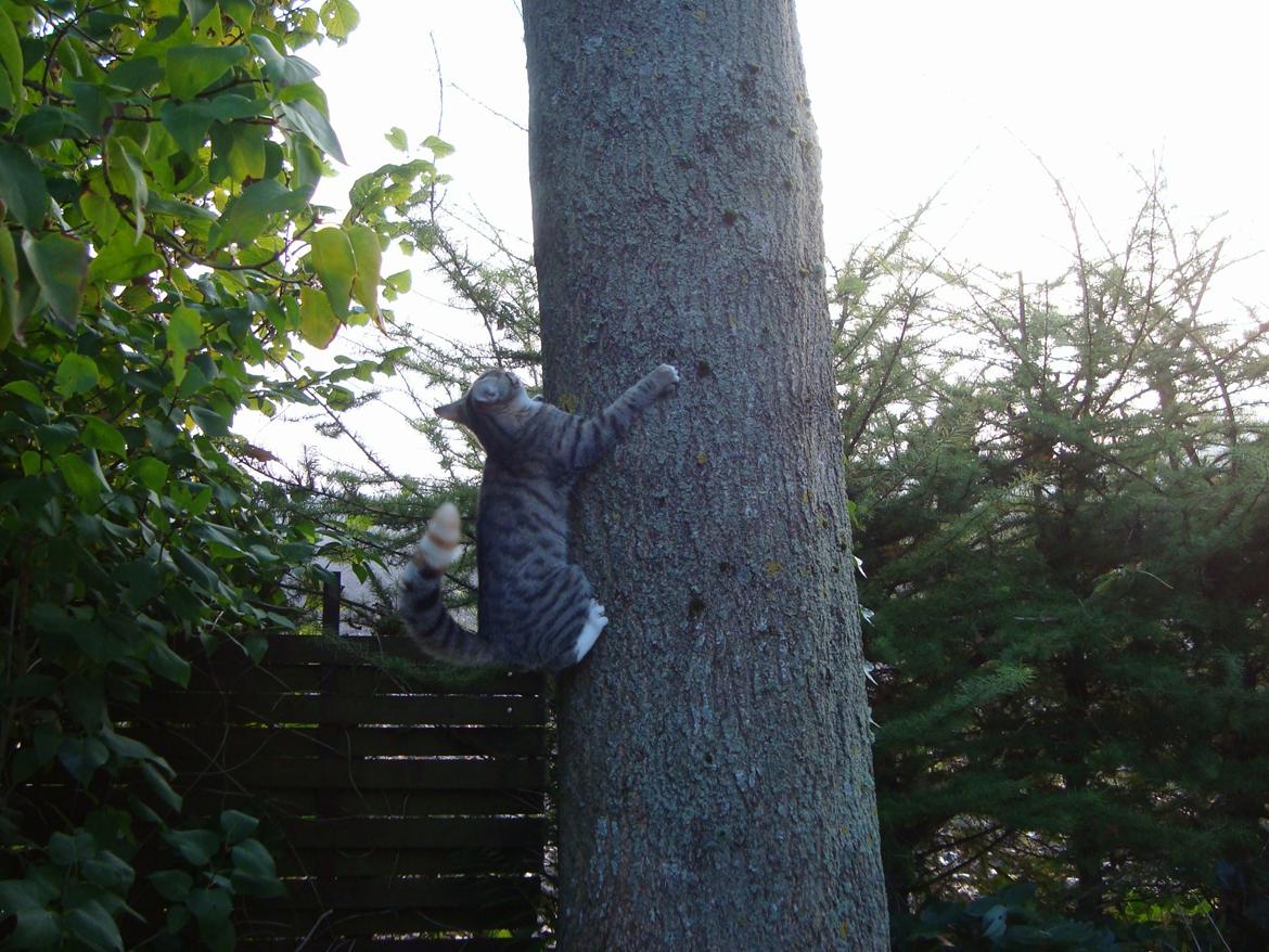 Huskat >Fifi billede 6