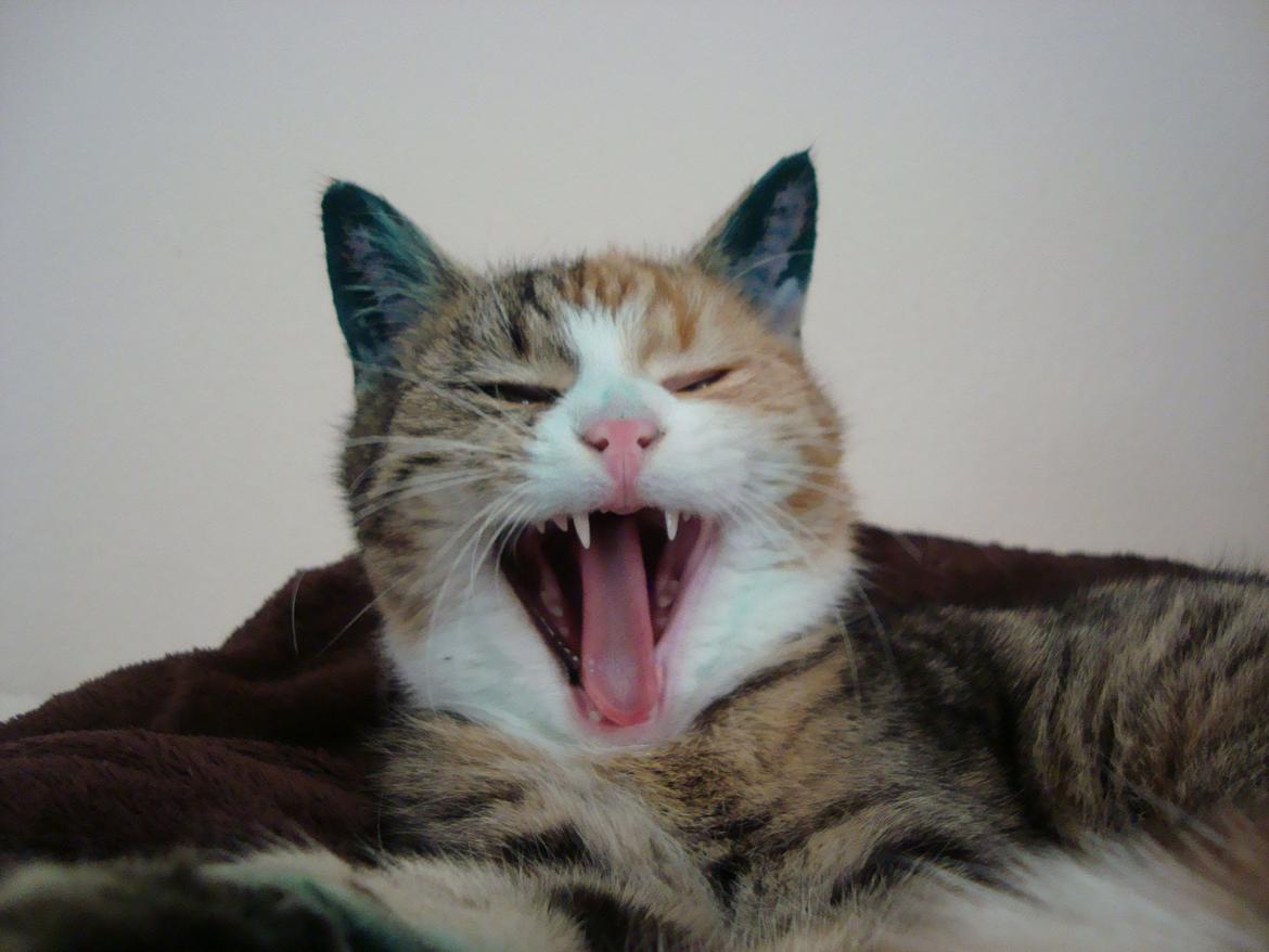 Huskat >Fifi - December. Lige øremærket og neutraliseret! Så køn man er :-)! billede 7