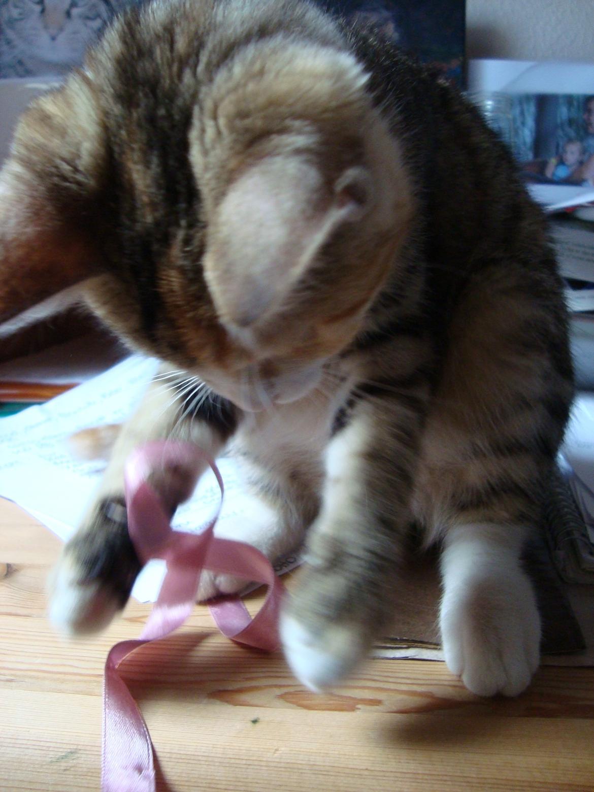 Huskat >Fifi - Og leger på skrivebordet! billede 9