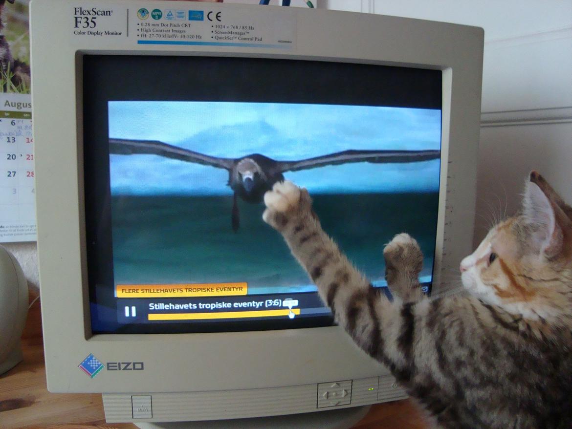 Huskat >Fifi - Vi ser TV! billede 8