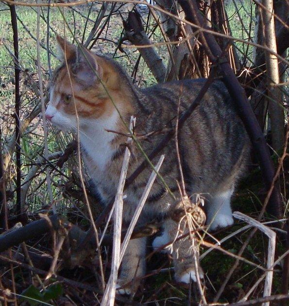 Huskat >Fifi billede 12