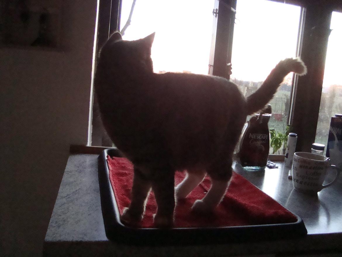 Huskat >Fifi - Fifi på sin røde bakke på køkkenbordet. Hun bliver lukket ud og ind af køkkenvinduet. Det er nemmest. billede 14