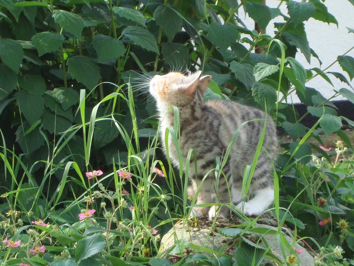 Huskat >Fifi billede 5