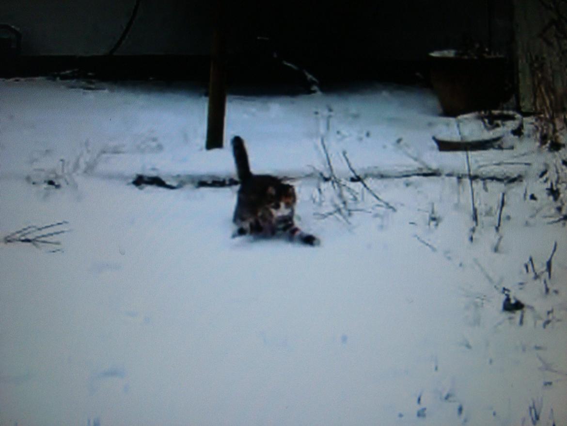 Huskat >Fifi billede 15