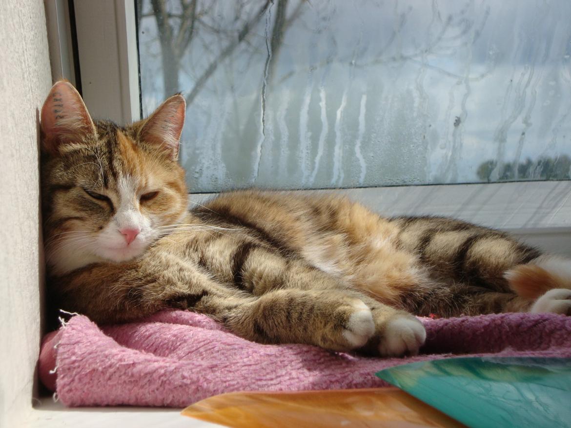 Huskat >Fifi billede 16