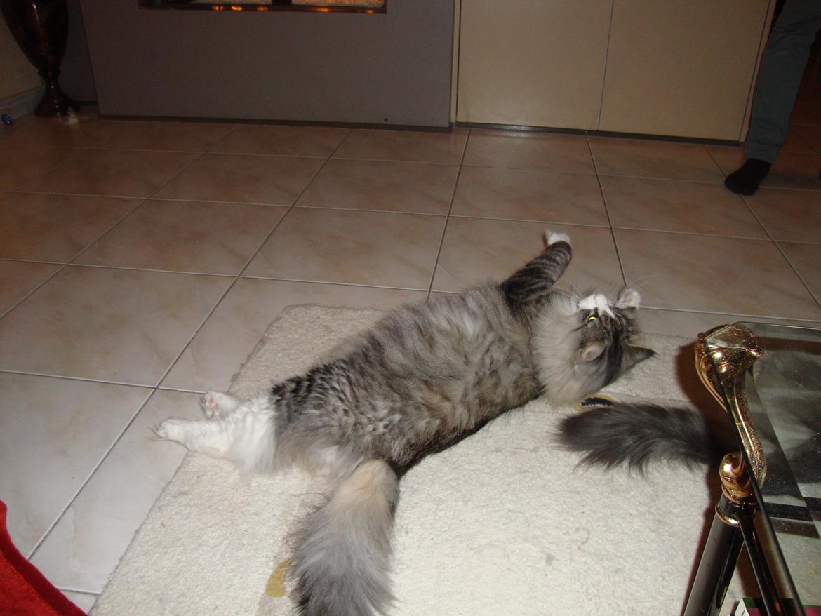 Norsk Skovkat Don Vito - 18 januar 2013 billede 20