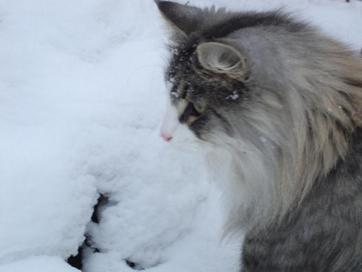 Norsk Skovkat Don Vito - 19 januar 2013 billede 21