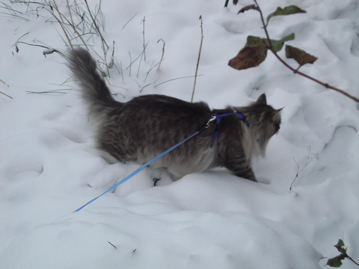 Norsk Skovkat Mr. twitches - 19 januar 2013 billede 20