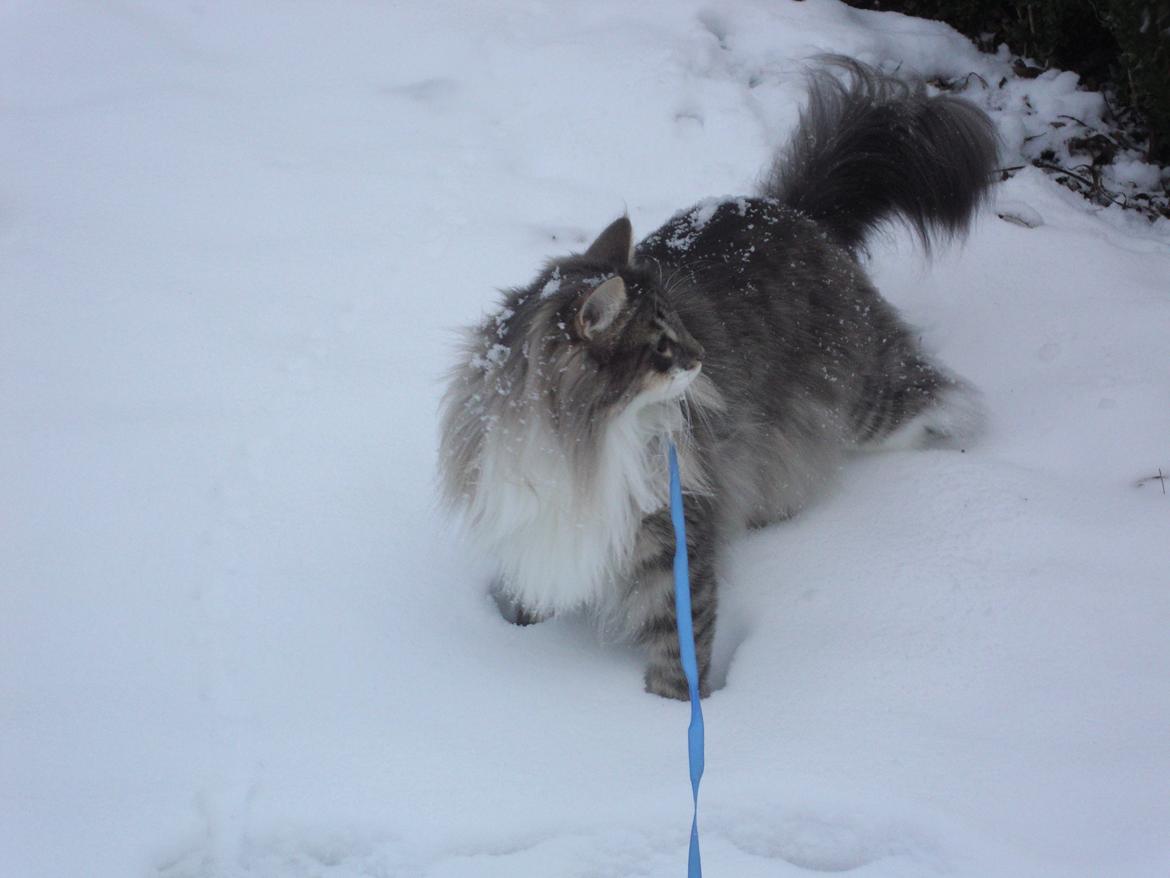 Norsk Skovkat Mr. twitches - 19 januar 2013 billede 21