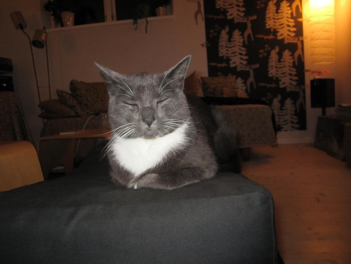 Huskat Dambakken's Freddy billede 10