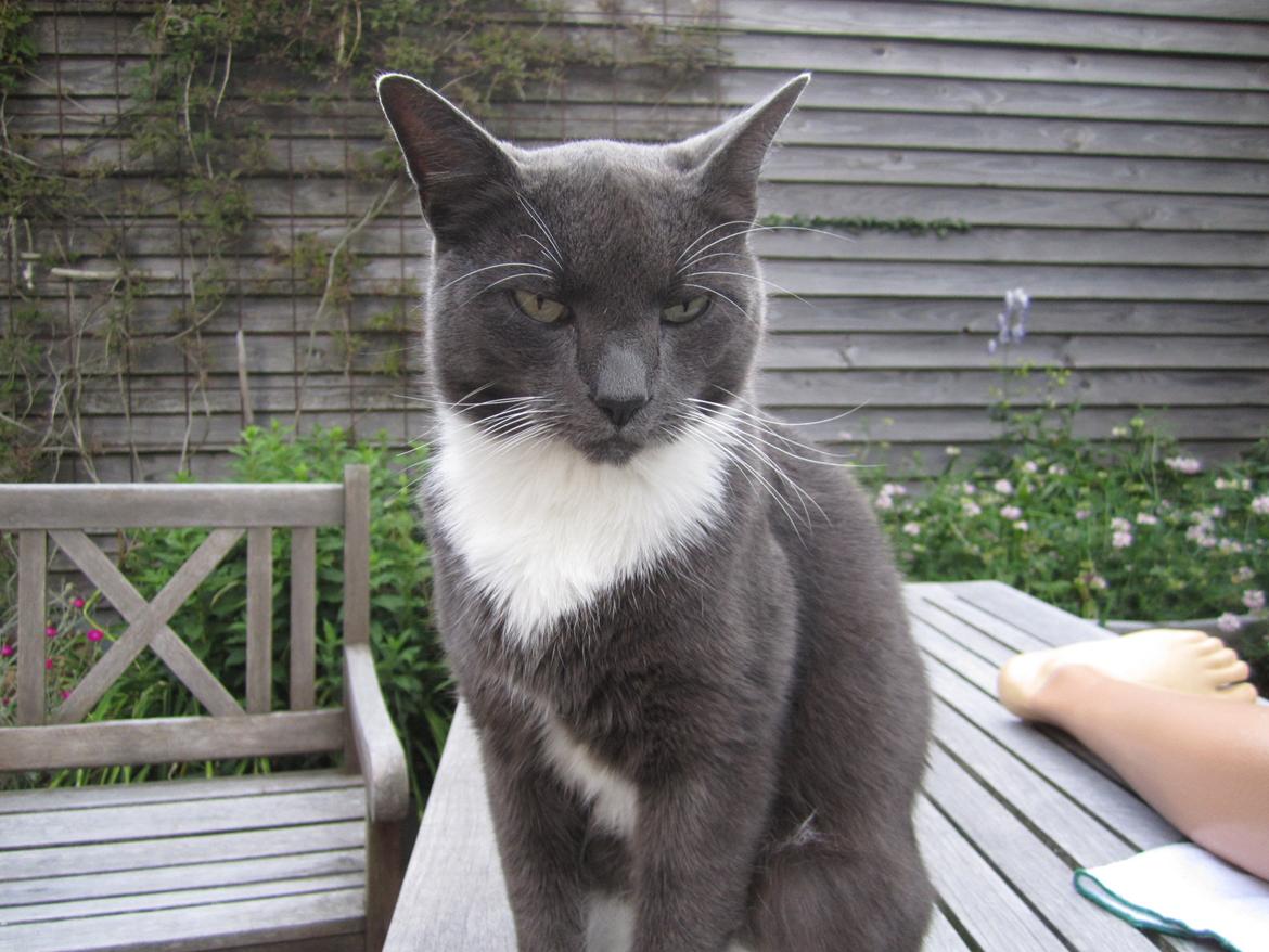 Huskat Dambakken's Freddy billede 11