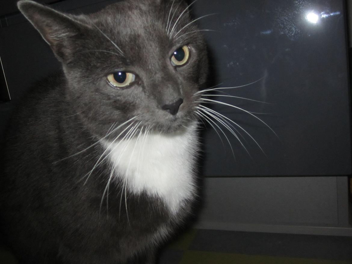 Huskat Dambakken's Freddy - Jeg er da lidt sød. billede 12