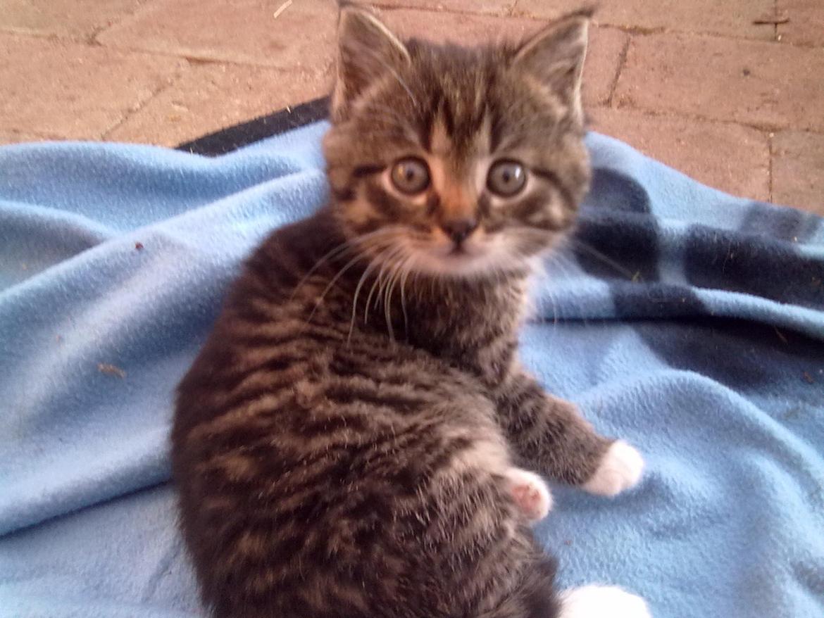 Huskat R.I.P Charlie billede 1