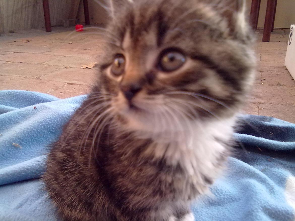 Huskat R.I.P Charlie billede 2