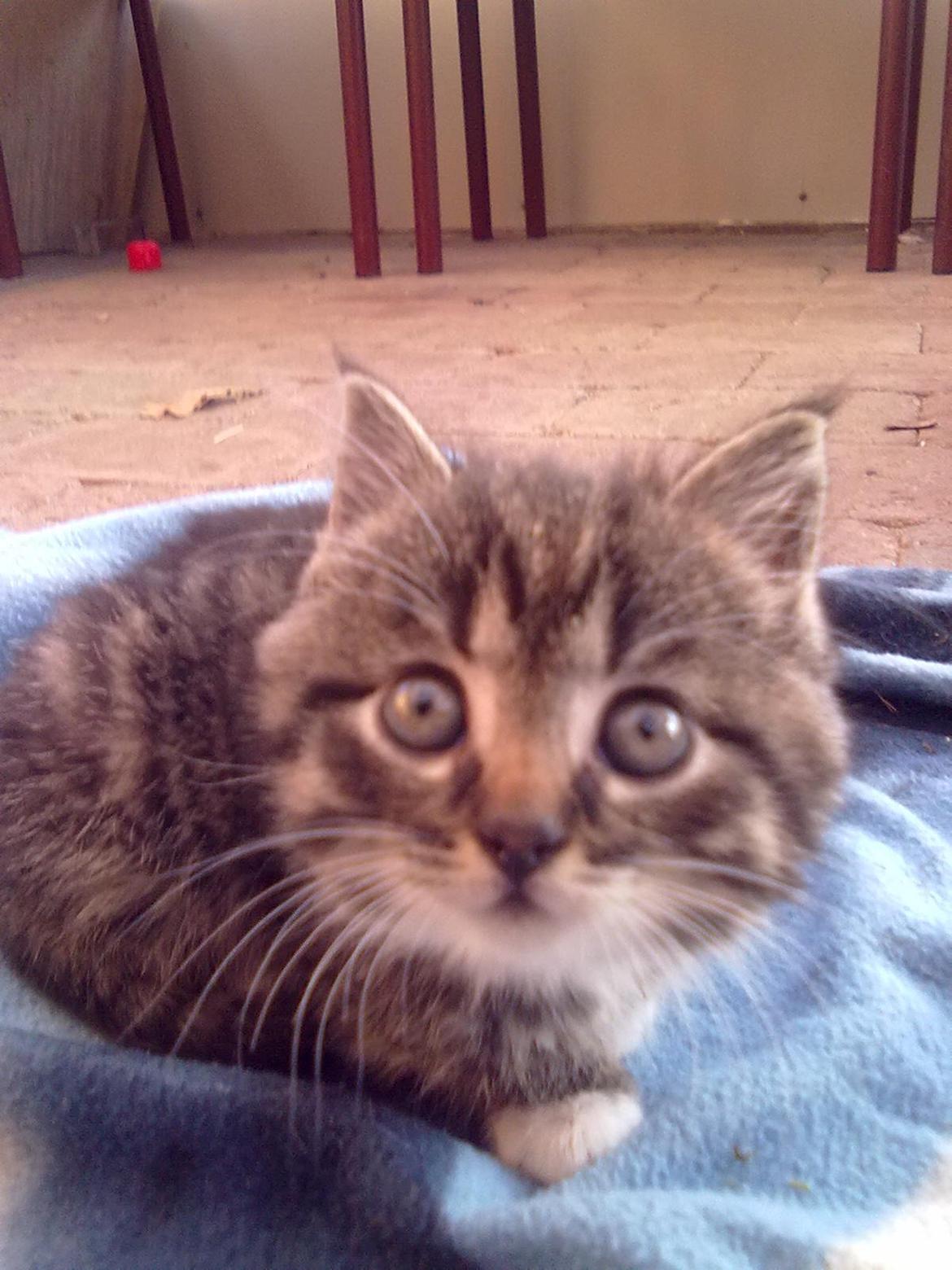 Huskat R.I.P Charlie billede 3