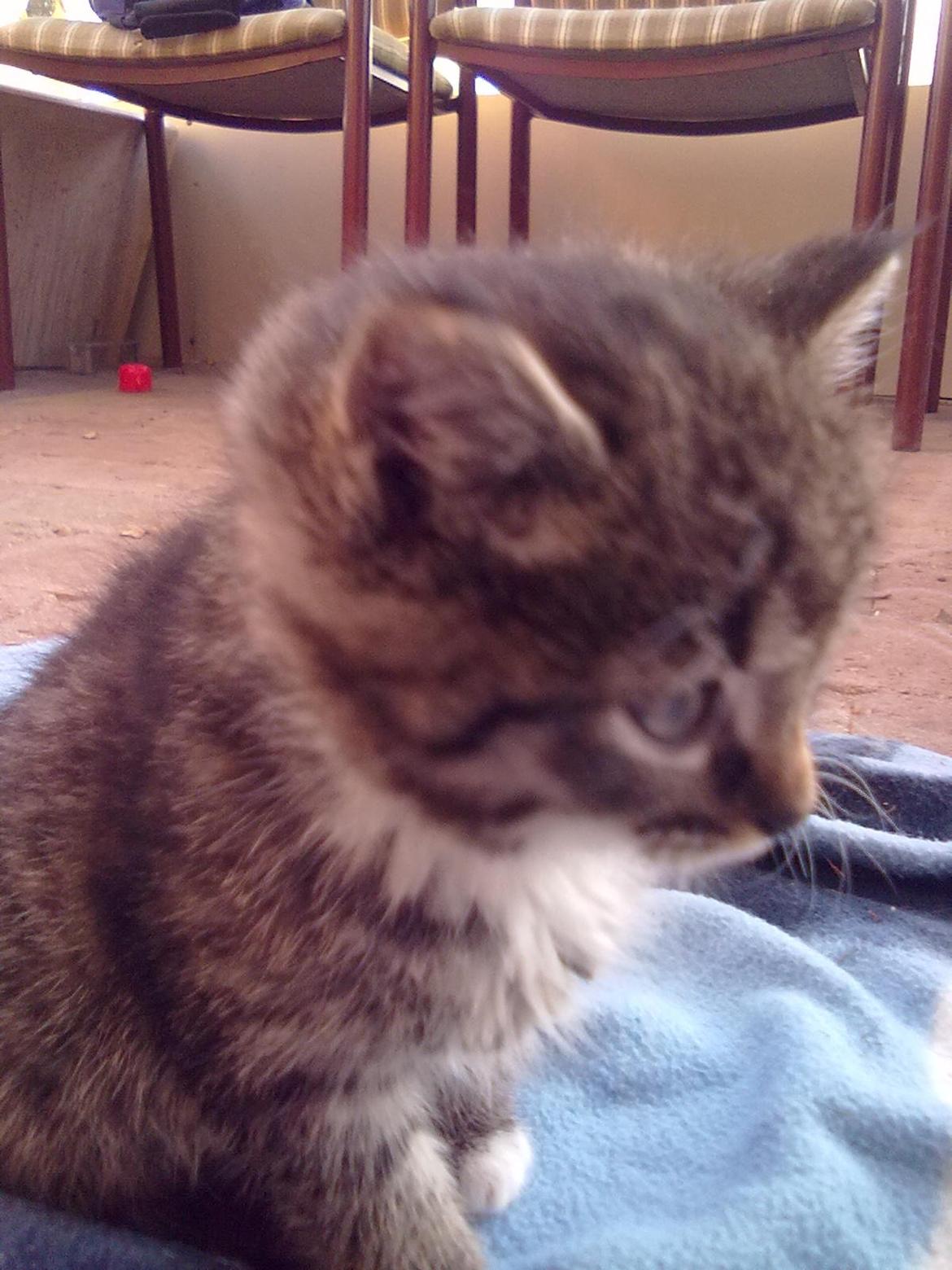 Huskat R.I.P Charlie billede 4