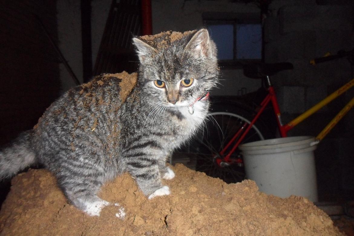 Huskat R.I.P Charlie billede 5