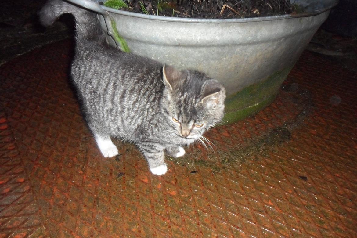 Huskat R.I.P Charlie billede 6