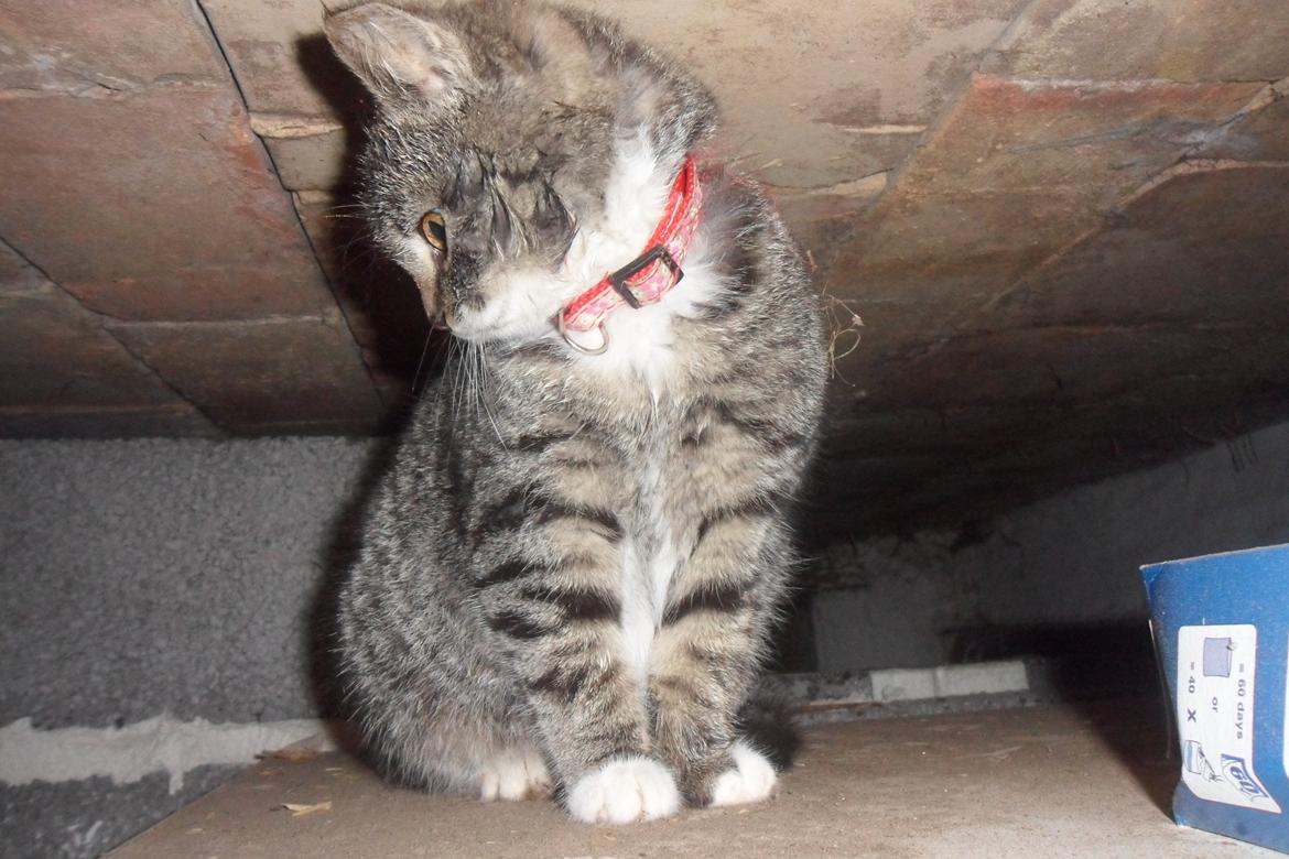 Huskat R.I.P Charlie billede 7