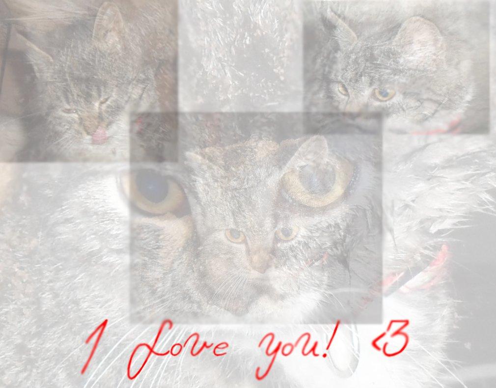 Huskat R.I.P Charlie billede 9